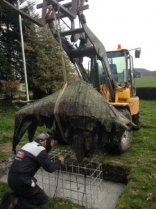Stier lassen op wapening
