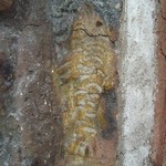 Petrus' vis
